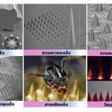 นาโนเทค สวทช. จับมือสไปก์ อาร์ชิ เทคโทนิคส์ และพันธมิตรญี่ปุ ... พารามิเตอร์รูปภาพ 5